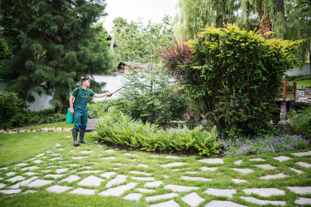 Best Ant Control Services  in Pine Island, TX