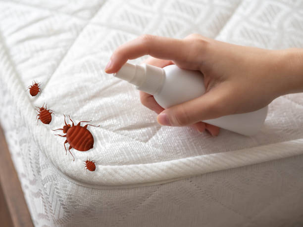 Best Best Pest Control Companies  in Pine Island, TX